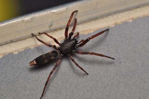 white tailed spider